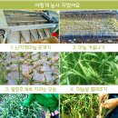 보은유황 햇마늘(밭마늘) 50% 맛보기 이벤트 이미지