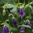 야생화편지 이미지