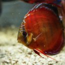 형제슈퍼 이미지