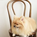 차차펫살롱 이미지