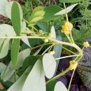 결명자의 효능 이미지