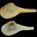 연체동물 - 이매패綱 - 국자조개科 - 긴자루국자조개 이미지