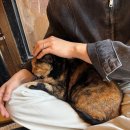 청주공연예술연습공간 | [운리단길] 청주 이색데이트 | 애니멀 공화국 유기묘 고양이카페, 미스테리움 마술공연