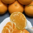 제주농장 | 제철과일 제주천혜향, 제주다둥이농장 천혜향선물세트 솔직후기