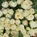 로얄(ROYAL) 이미지