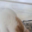 고양이 행복구역 이미지