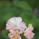 스윗 데일리 이미지