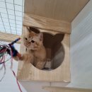 고양이호텔코자냥 이미지