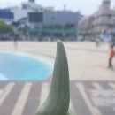 김순옥찹쌀도너츠 - 담양군 메타프로방스2길 6-12 | 김순옥찹쌀도너츠