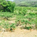 오봉농장 이미지