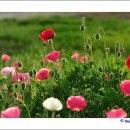 태화 목장 이미지