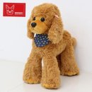 브라운퍼피 이미지