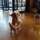 페로하임 이미지