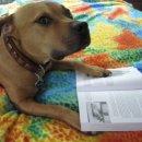 강아지의 하루 이미지