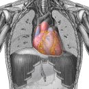 epicardium(심장바깥막) 이미지
