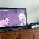 동물농장 이미지