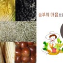 진영농산