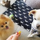 영심이살롱곰곰이호텔 이미지