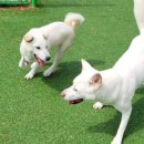 옥스포독 이미지