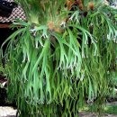 박쥐란 [수사슴뿔고사리, Staghorn fern] 이미지