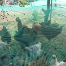 만복농장 이미지