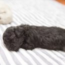 윤스강아지 이미지