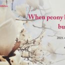 하모리-12 이미지