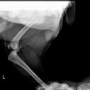 삼화 우수한 동물병원 이미지