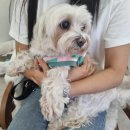 더 마이무 이미지