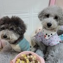 맛있개냥 이미지