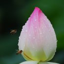 꿀벌박사 이미지