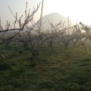 조양농원 이미지