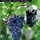 포도향기 이미지