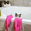 랙돌캐터리파이널돌 이미지