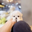 해피애견타운 강아지고양이 논산점 | 포항강아지분양 믿고 맡길 수 있는 해피펫타운에서 만났어요