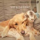 아기염소 이미지