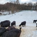 안성흑염소농장 이미지