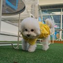 킨더퍼피 이미지