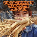 금산고려인삼도매 | 인삼 수삼 금산인삼 세척 원수삼 믹서 한채 [원산지:국산], 솔직히 이 가격에 이런 품질? 믿기지 않아요!