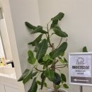 연세리더스치과교정과치과의원 이미지