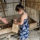 소이네 닭장 이미지