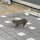 나만 없어 고양이 이미지