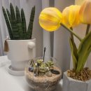 도시농업으로 힐링하기 이미지