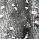 한농마을 유기농 이야기 - 장흥 표고버섯 이미지