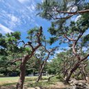 제천 의림지 솔밭공원 이미지