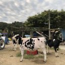 묵방목장 이미지