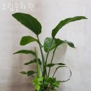 유림꽃화원 이미지