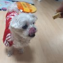 해피아지 | 강아지 수제간식 해피아지 첫 후기