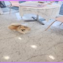 이쁘개몽 이미지