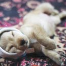 귀여운 강아지 이미지